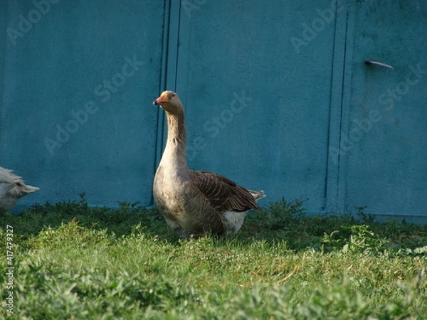 Obraz goose on the grass