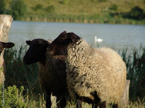 Obraz sheep in the field