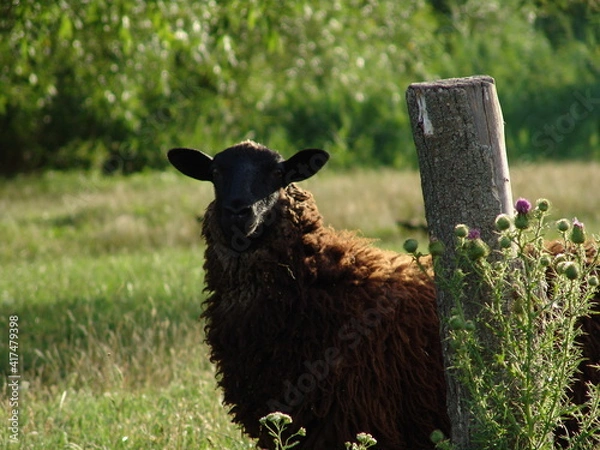 Obraz sheep in a field