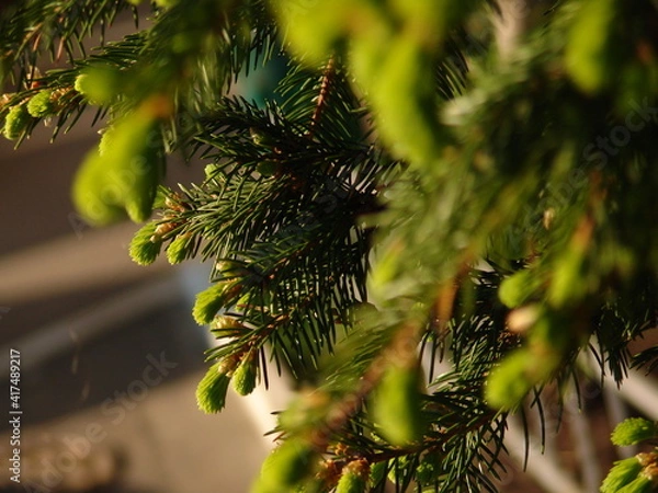 Obraz Spruce