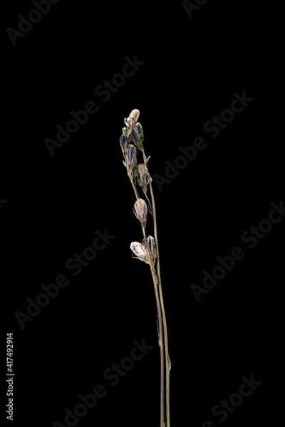 Obraz Dried dead bells flower isolated on black background. Sample of a flower in oriental style with pastel colors.