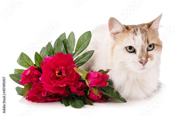 Fototapeta Portrait of a pretty cat with red flowers