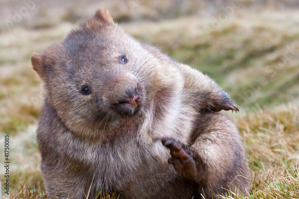 Obraz wombat