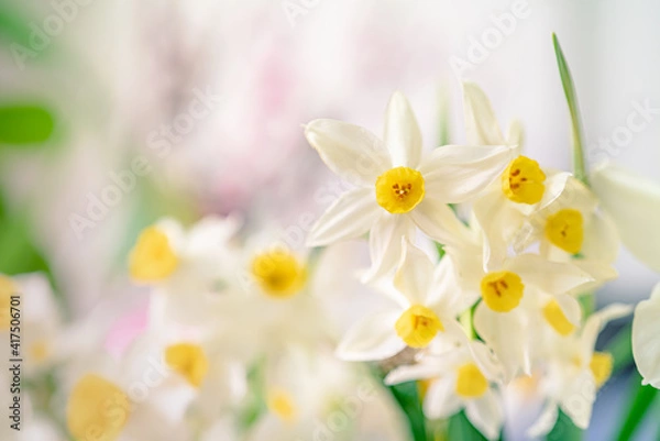 Obraz 小さい水仙/スイセン