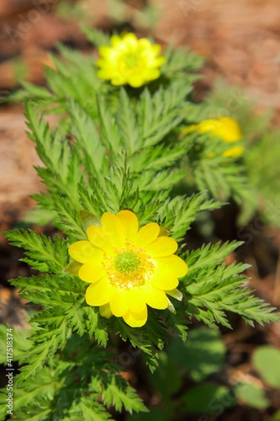 Obraz 日差しを浴びる福寿草　山里の春をつげる花