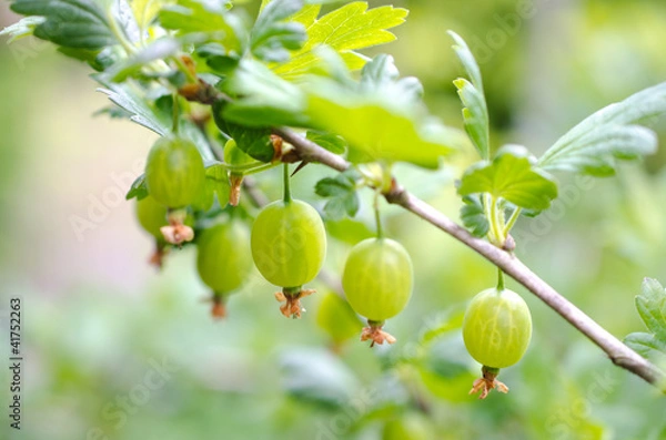 Fototapeta Stachelbeeren