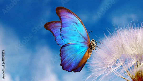 Fototapeta Naturalne pastelowe tło. Morpho Butterfly i mniszek lekarski. Nasiona kwiatu mniszka lekarskiego na tle błękitnego nieba z chmurami. Kopiuj przestrzenie