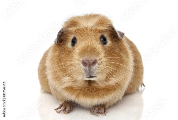Obraz Guinea pig