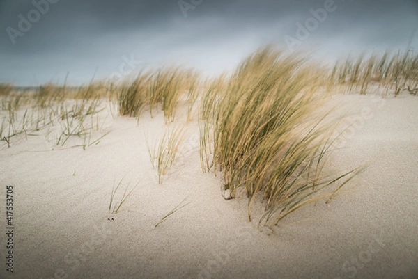Fototapeta Waving grass in stormy winds on sand dunes during bad weather on Sylt island Germany