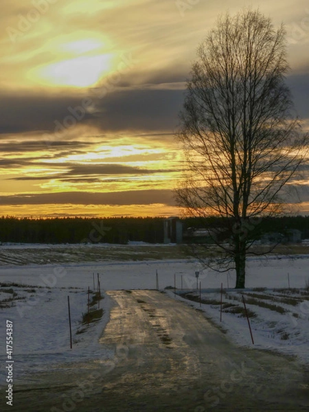 Fototapeta ice dirt road sun reflection with tree and boreal forest in the back