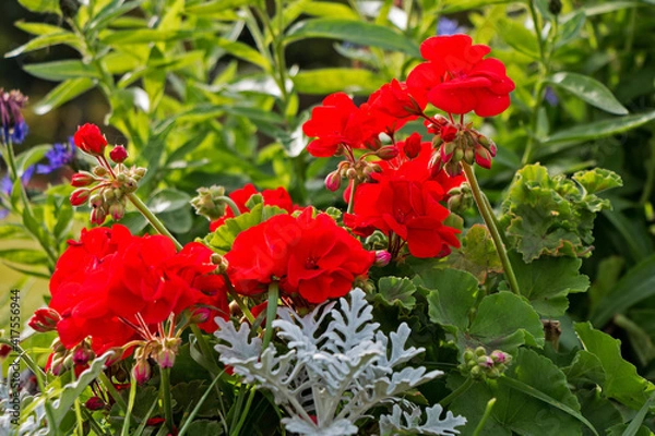 Obraz Beautiful red flowers growing on the lawn
