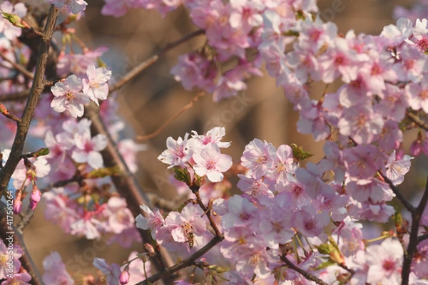 Fototapeta 早咲きのサクラ