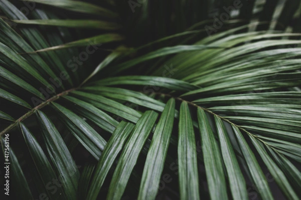 Fototapeta close-up of palm leaves from a plants in pots indoor by the window shot at shallow depth of field