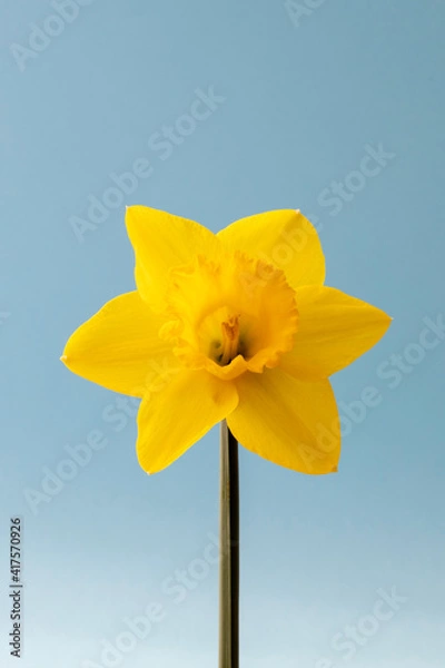 Fototapeta A front view of a spring daffodils