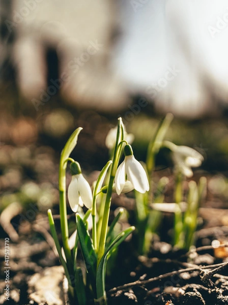 Fototapeta snowdrops in the snow