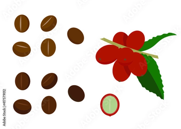Fototapeta コーヒー豆・コーヒーの実（ベクター）