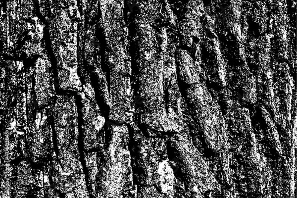 Fototapeta Black white texture of rugged relief fractured bark wood of aged cork oak. Old rough grunge of uneven ridged hard dry crust surface. Deep cut grooved coated layer, convex ornate textured rustic design