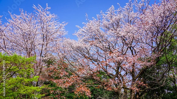 Fototapeta 春の公園「神奈川県立四季の森公園」桜の花
