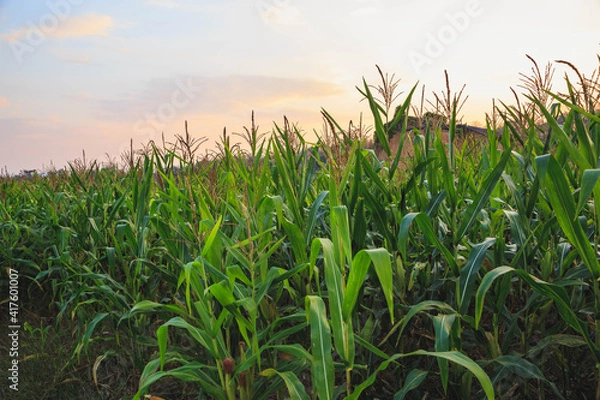 Fototapeta Corn field