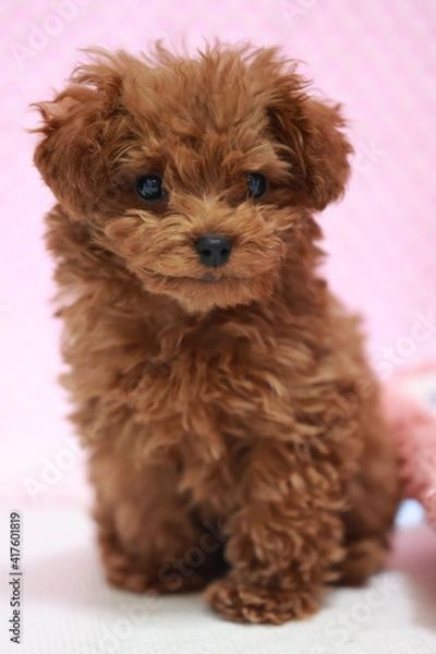 Fototapeta いぬ
犬
イヌ
プードル
ティーカッププードル
トイプードル
トイプー
ポートレート
おすまし
傾げる
お座り
