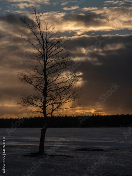 Fototapeta Frozen lake with tree before sunset
