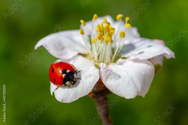 Fototapeta spring messenger, ladybug on flowering branch