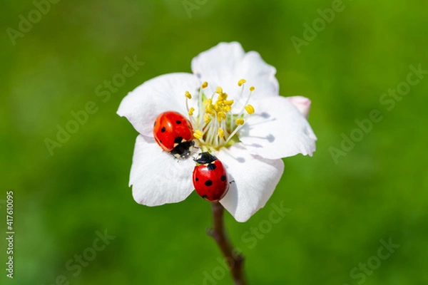 Fototapeta spring messenger, ladybug on flowering branch