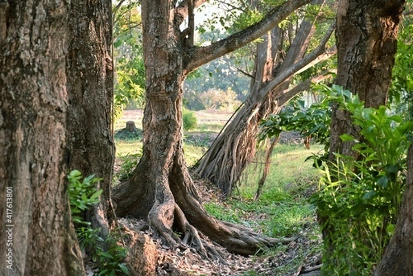 Fototapeta Banyan tree in the forest (selective focus)