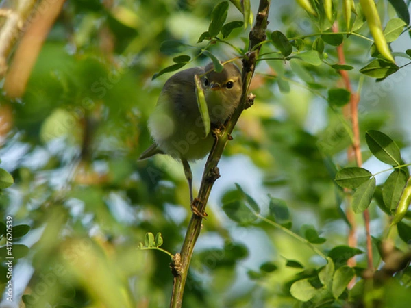 Fototapeta Willow warbler looking at seeds