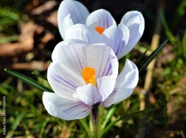 Obraz spring crocus flowers