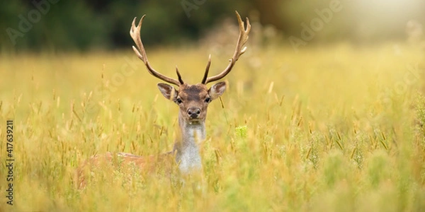 Fototapeta Alert fallow deer, dama dama, stag looking to the camera on a meadow with tall grass in summer nature. Attentive male animal with antlers peeking from vegetation on meadow illuminated by sun.