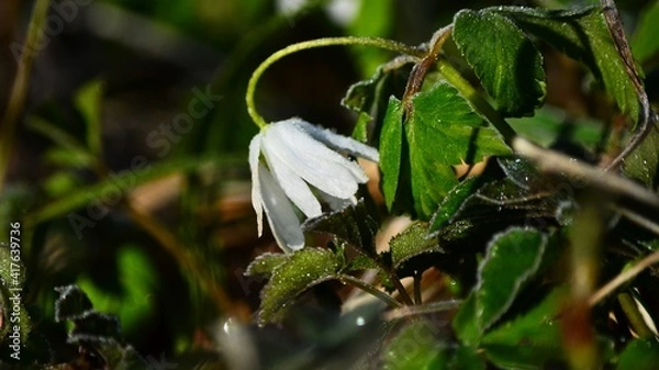 Obraz snowdrop in the forest