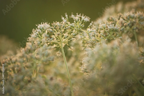 Fototapeta A soft and light pastel tone of small white shrub in early morning light image for welcome spring season background and wallpaper.