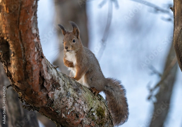 Fototapeta Cute little squirrel posing on a tree