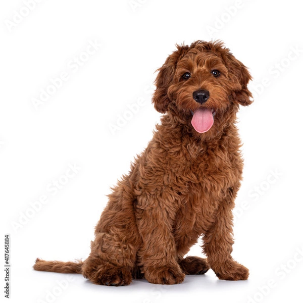 Obraz Cute red Cobberdog puppy, sitting side ways. Looking curious towards camera. isolated on white background. Tongue out.