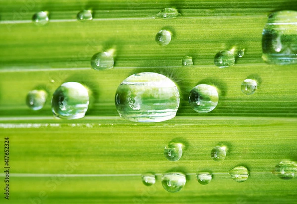 Fototapeta Waterdrop leaf 