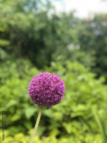 Obraz flower in the garden