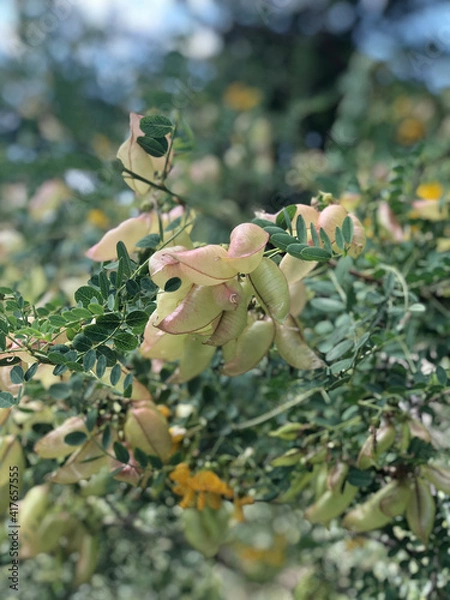 Obraz frog on a tree