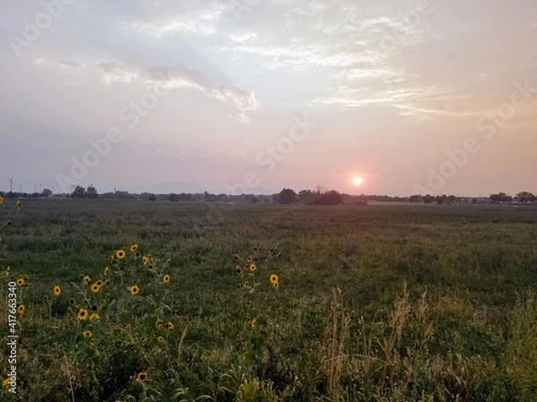 Obraz sunset over the field with wildflowers. Lafayette Colorado
