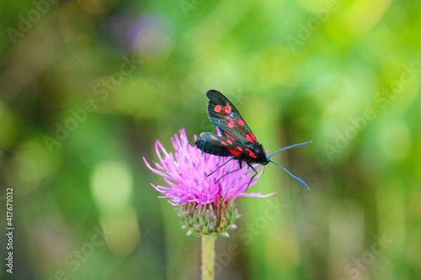 Fototapeta Butterfly on Flowe