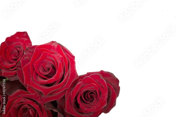 Obraz Red roses isolated on white background