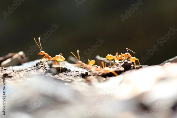 Fototapeta Ameisen 