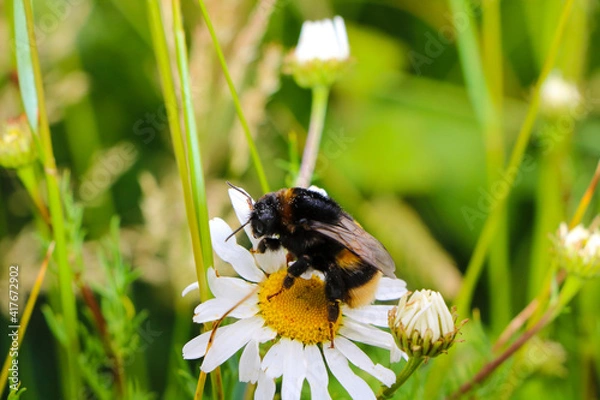 Fototapeta Hummel auf Blume