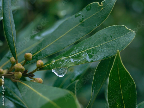 Fototapeta Reste de neige sur une feuille de laurier -
Snow remains on a laurel leaf