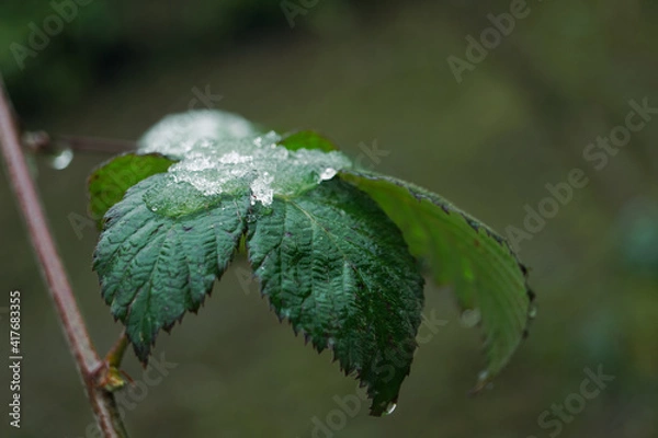 Fototapeta Restes de neige sur une ronce -
Snow remains on a bramble
