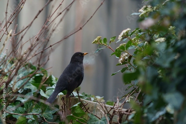 Obraz blackbird on a branch