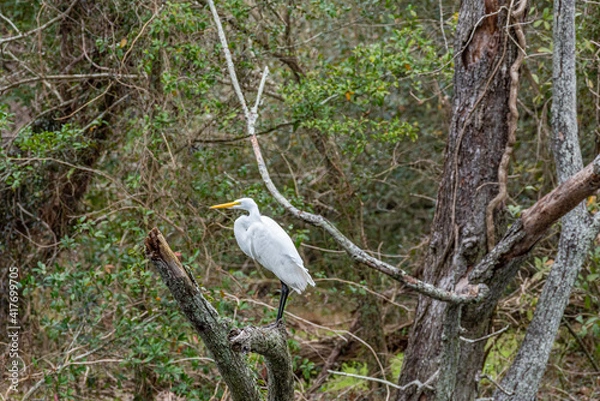 Fototapeta White egret bird perched in dead tree in swamp