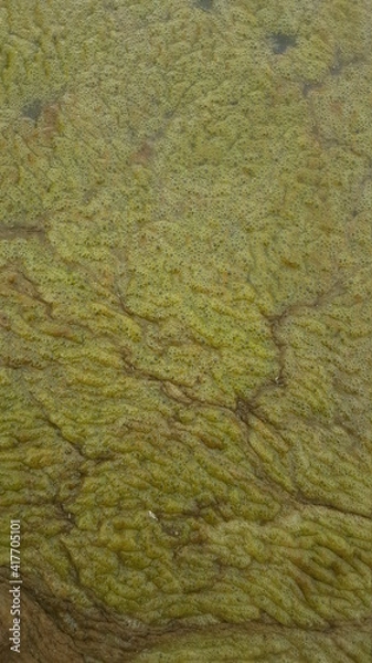 Fototapeta texture of the bark