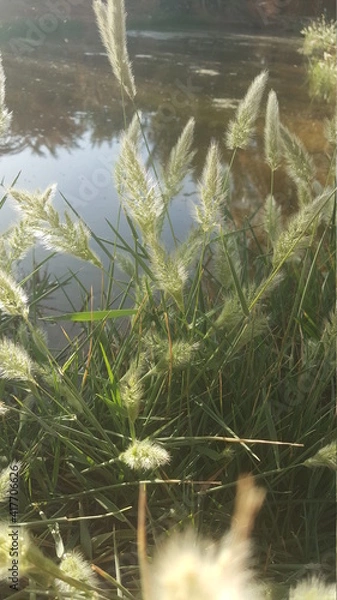 Fototapeta grass in water and shade 