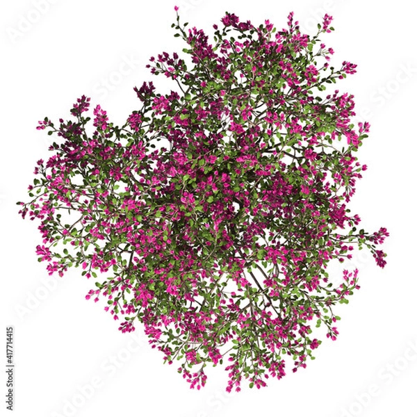 Fototapeta VEGETATION TOP VIEW - TREES AND BUSHES IN PLAN